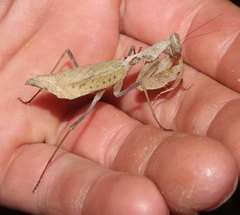 Dystacta