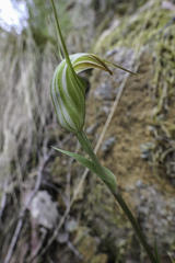 Pterostylis decurva