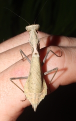 Dystacta