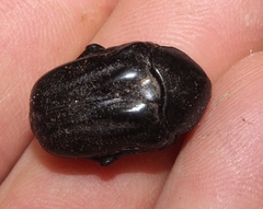 Oplostomus fuligineus