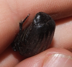 Oplostomus fuligineus