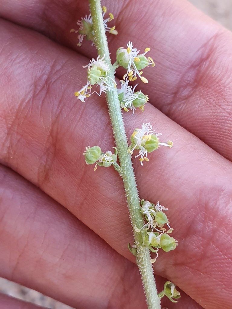 Caylusea hexagyna (Caylusea hexagyna)