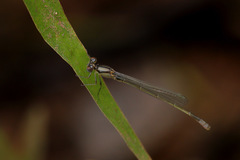 Ischnura heterosticta