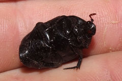 Oplostomus fuligineus