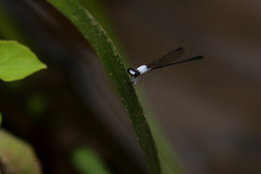Agriocnemis exsudans