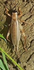 Aphonoides