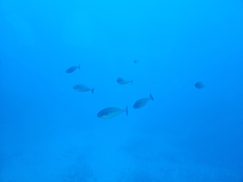 Naso hexacanthus, 2026-02-07