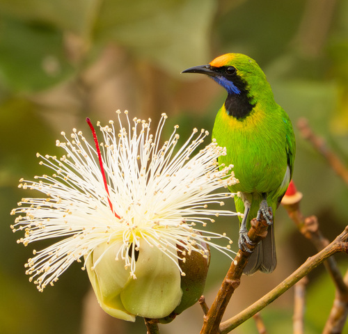 Golden-fronted Leafbird