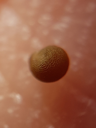 Caylusea hexagyna (Caylusea hexagyna)