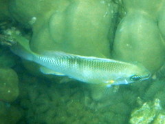 Scolopsis margaritifera