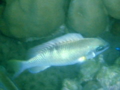 Scolopsis margaritifera