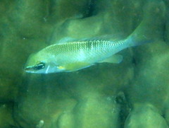 Scolopsis margaritifera