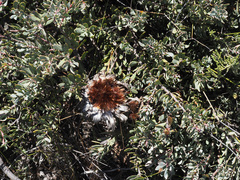 Protea sulphurea