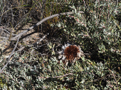 Protea sulphurea