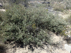 Protea sulphurea