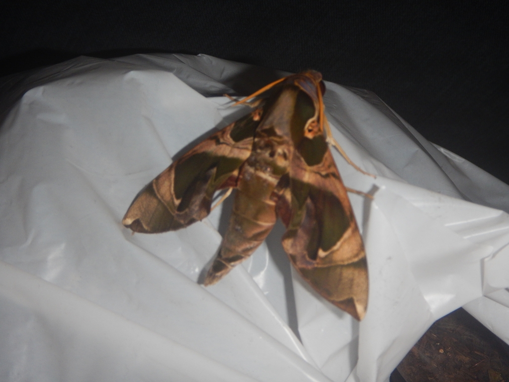 Daphnis hypothous (Daphnis hypothous)