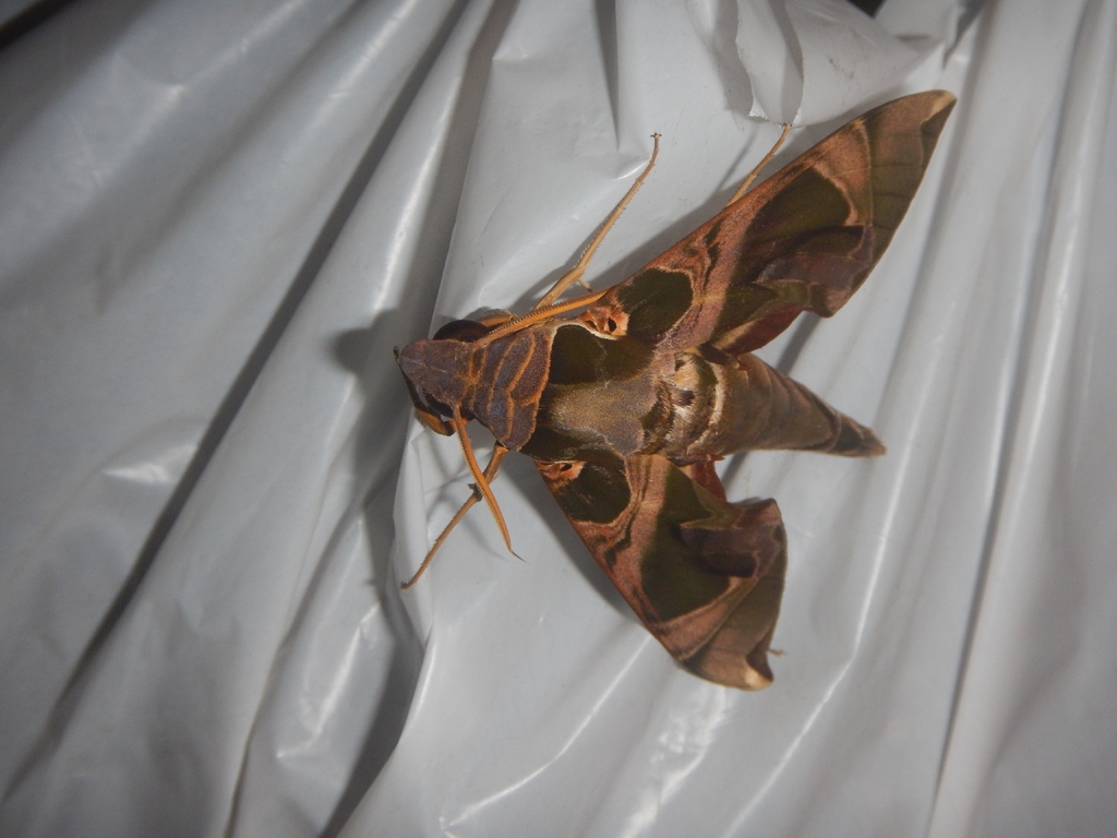 Daphnis hypothous (Daphnis hypothous)