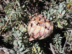 Protea sulphurea