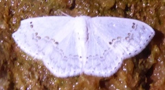 Teldenia specca