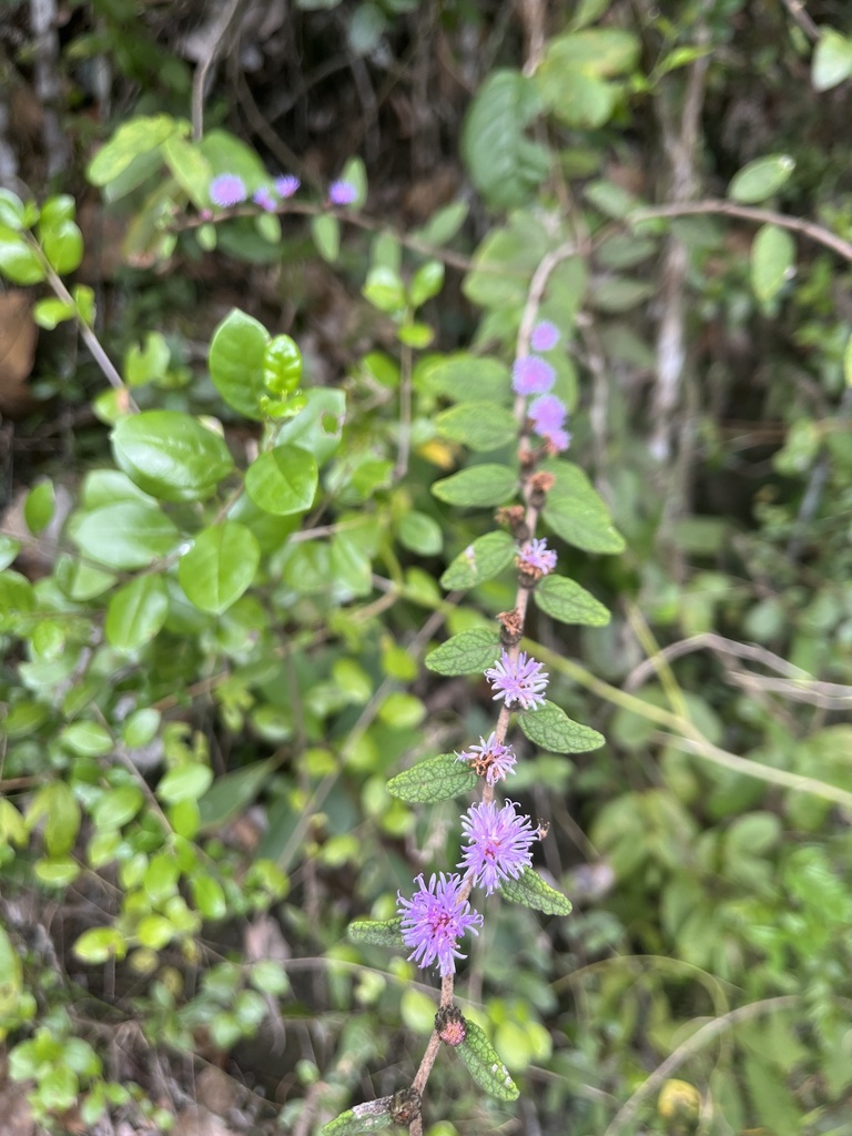 Lepidaploa pineticola