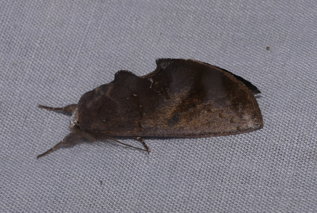 Hemiceras singuloides