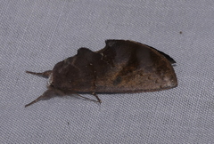 Hemiceratinae