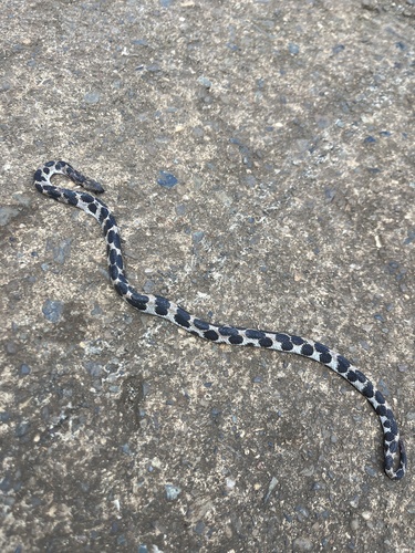 Tropidophis steinleini