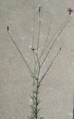 Crupina crupinastrum