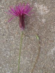 Crupina crupinastrum