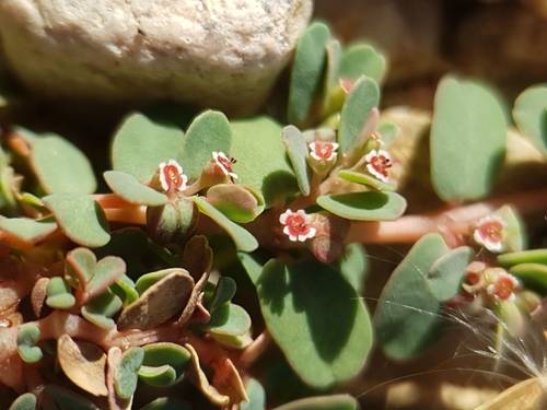Euphorbia granulata