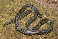 Calamaria lumbricoidea