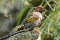 Chestnut-Crowned Laughingthrush photo 4