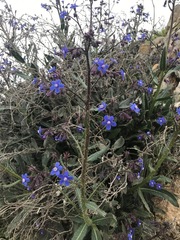 Anchusa strigosa