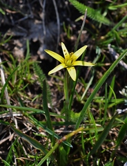 Gagea bulbifera