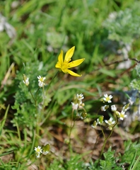 Gagea bulbifera