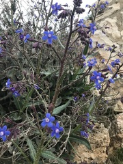 Anchusa strigosa