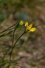 Gagea bulbifera