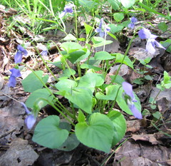 Rostratae