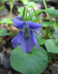 Rostratae