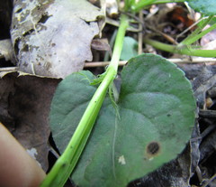 Rostratae