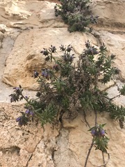 Podonosma orientalis