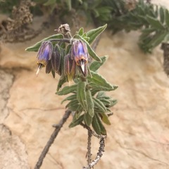 Podonosma orientalis