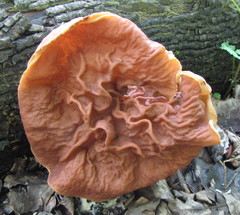 Gyromitra fastigiata