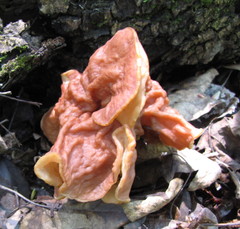 Gyromitra fastigiata