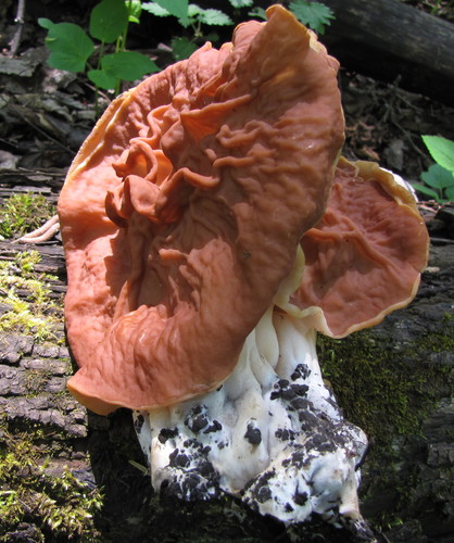 Neogyromitra grandis