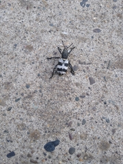 Aegorhinus phaleratus