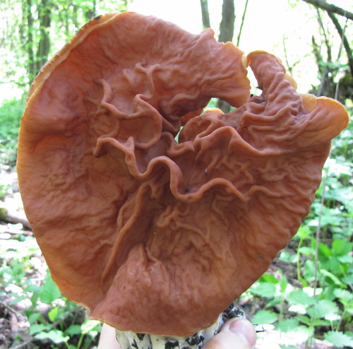 Neogyromitra grandis
