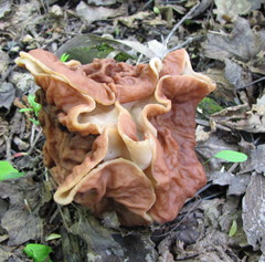 Gyromitra fastigiata