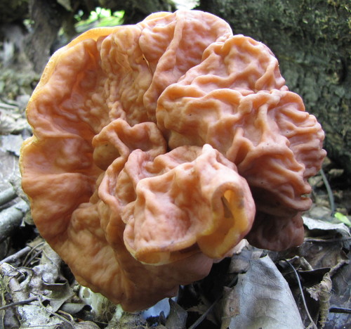 Neogyromitra grandis