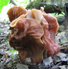 Gyromitra fastigiata